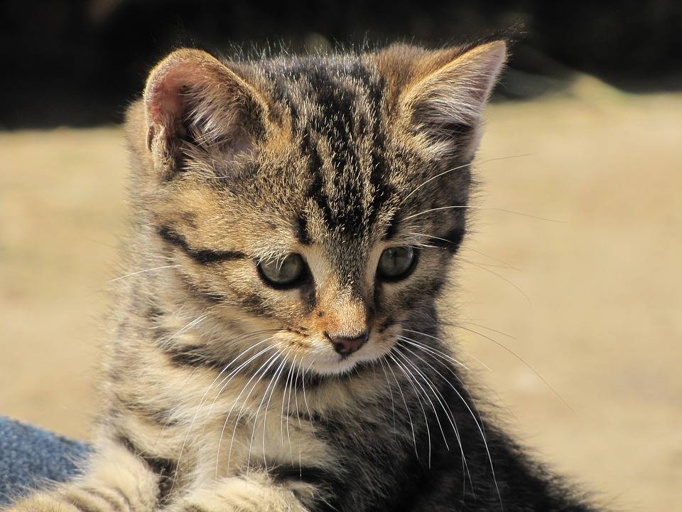 可爱小猫咪