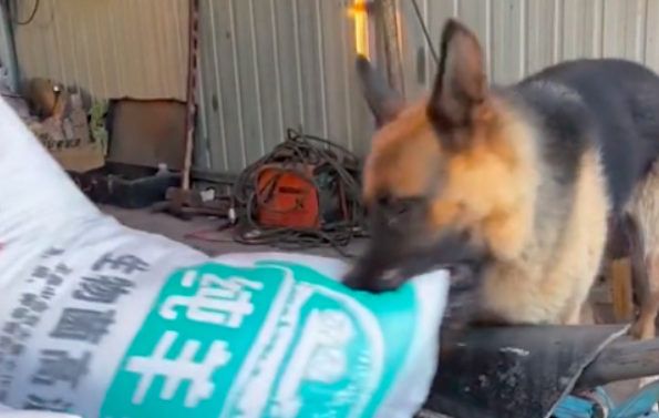 狗狗白天当质检员，晚上看门当保安，没有一口狗粮是白吃的
