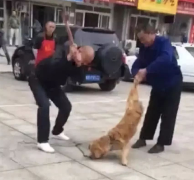狗主当街殴打金毛致死，临死金毛还在不断摇尾巴求饶！