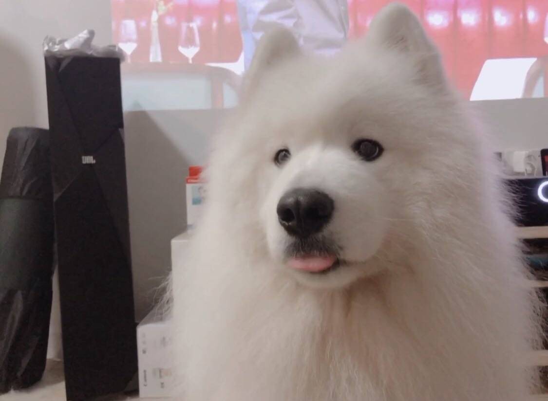 好久没更新啦～～～～～～我的歪歪poppy 都已经长大了好多