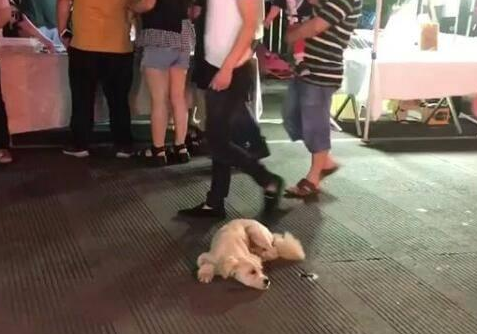 流浪狗被地摊老板收养，为报恩每天陪主人熬夜摆摊