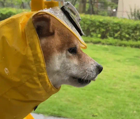 下雨天狗子帽檐上的雨刮器十分抢镜。网友:有没有成人版本