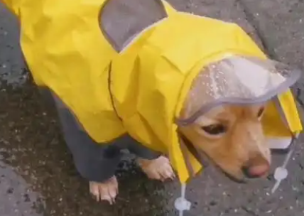 下雨天狗子帽檐上的雨刮器十分抢镜。网友:有没有成人版本