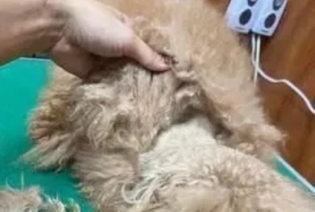 美容师每次接到这种狗狗都很心疼，穿可爱衣之前请这样做