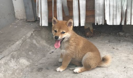 柴犬忽然听见有奇怪的声音，走以往看过一下，結果被吓退了