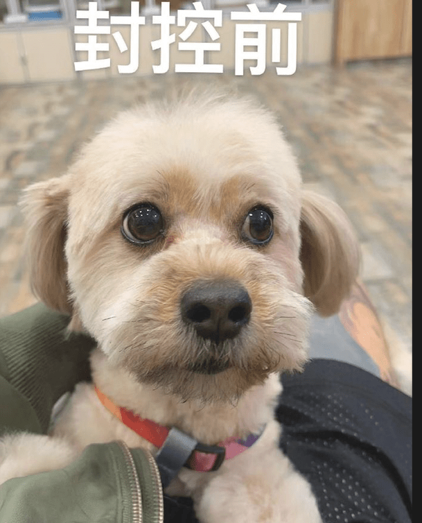 住宅小区被封控后，狗狗一开始眉目清秀的，三周后没眼看，太草率了！