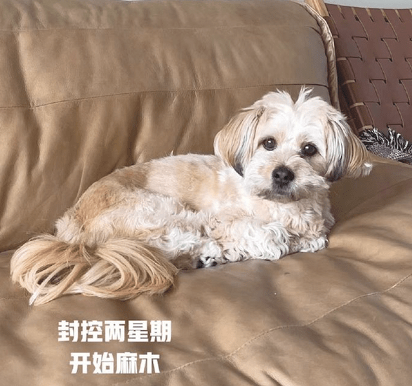 住宅小区被封控后，狗狗一开始眉目清秀的，三周后没眼看，太草率了！