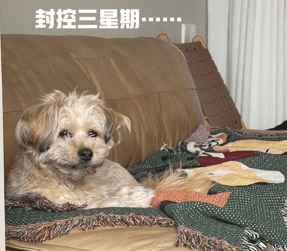 住宅小区被封控后，狗狗一开始眉目清秀的，三周后没眼看，太草率了！