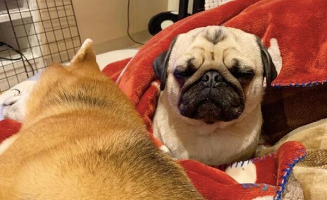 柴犬占了巴哥入睡的地区，它一副愁眉不展的小表情