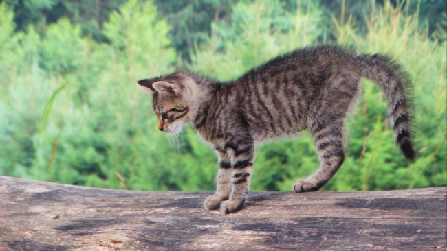 户外家养小猫咪图片