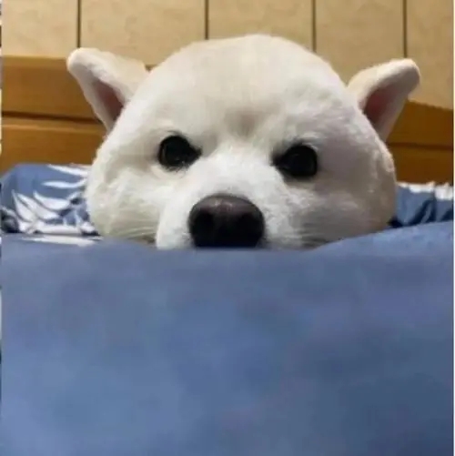 半夜看见狗子躲在卧室里，叫它也不理人，走近后吸了一口凉气