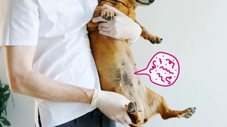 狗狗寄生虫：病因、症状和治疗方法