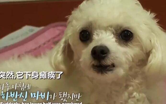 狗狗突然后肢瘫痪，坚持爬到门口迎接主人，检查令人无奈