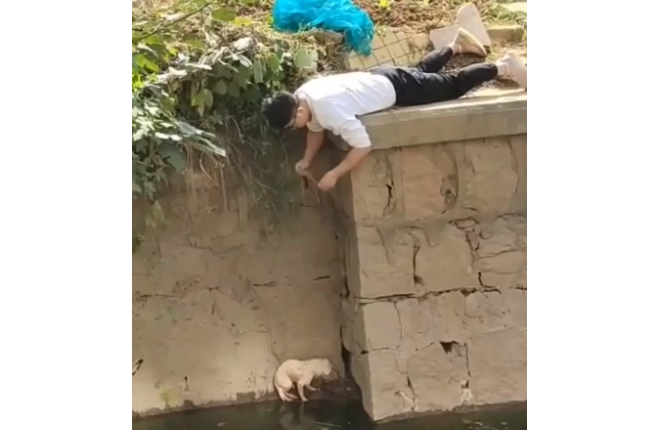 小伙趴地1个多小时解救落水狗 拍摄者：落水好几天，现已将狗收留
