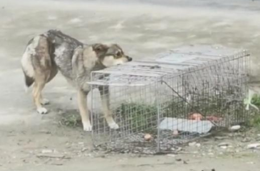 湖北：被细铁丝缠住肚子的流浪狗，当它离开流浪的地方，却流泪了
