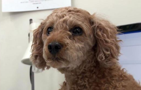 七岁贵宾犬被陌生人抱走,被找到后竟变成这样,主人不忍哭成泪人