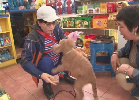七岁贵宾犬被陌生人抱走,被找到后竟变成这样,主人不忍哭成泪人