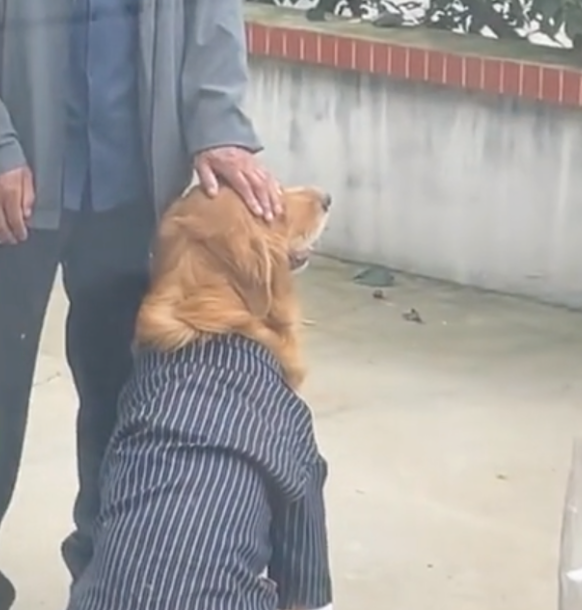 破甲了！辽宁一女子嫁人时，迎亲一瞬间祖父捂着守候8年的狗狗双眼