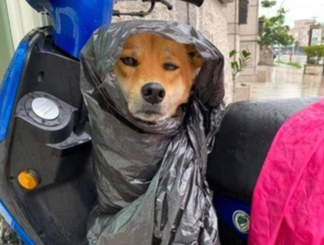 遛狗时突遇暴雨，主人用垃圾袋给它做雨衣，狗狗都要哭了