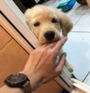 狗狗不能忍受和主人分离，即使是主人上厕所，它也要在门外哭泣