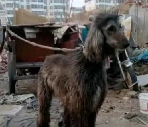 奇闻：大爷在垃圾堆捡回只流浪狗，长大后众人抢着买，大爷走运了