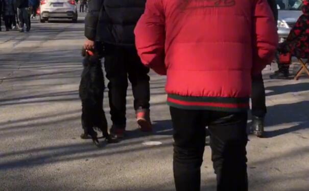 大哥狗市卖咬人的狗，不料狗狗竟咬伤自己娃，一怒之下大哥将狗打残扔上狗肉车
