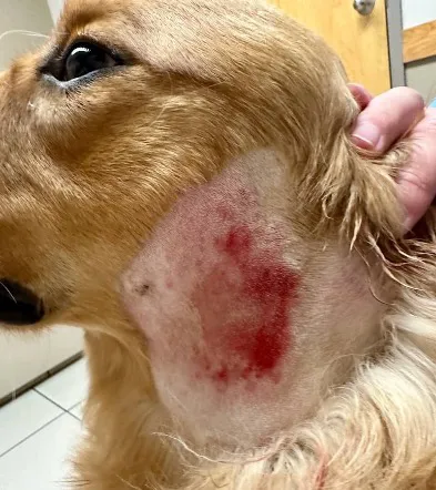 了解狗狗疖病:症状、类型及治疗指南