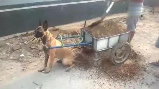 在农村狗狗哪里有時间撕家，拉车一套上立即当驴使！