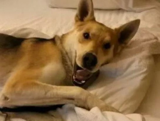 加州牧羊犬失踪14个月后，突现踪 “2575公里外”