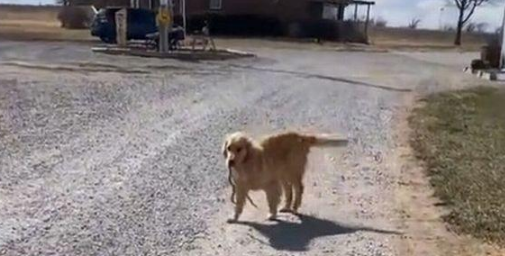 金毛犬两次叼蛇回家,送给主人做“礼物”
