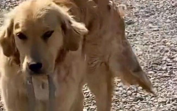 金毛犬两次叼蛇回家，送给主人做“礼物”