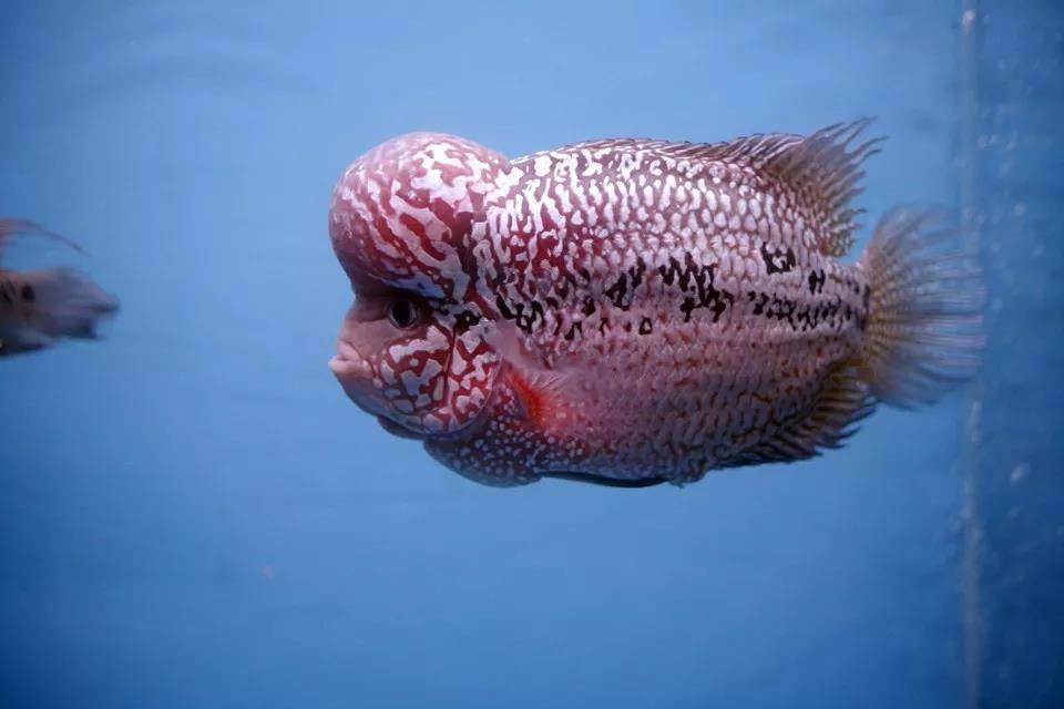 罗汉鱼