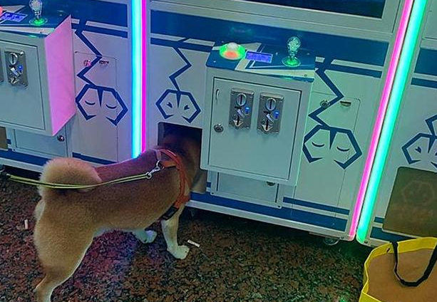 柴犬少女心爆棚泛滥成灾，非得娃娃机里的公仔，狗狗：夹不上就不动