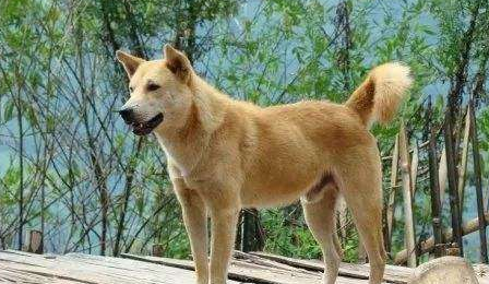 【株洲文明养犬管理·专题】株洲《城市养犬管理条例》实施半年成绩单(之二)
