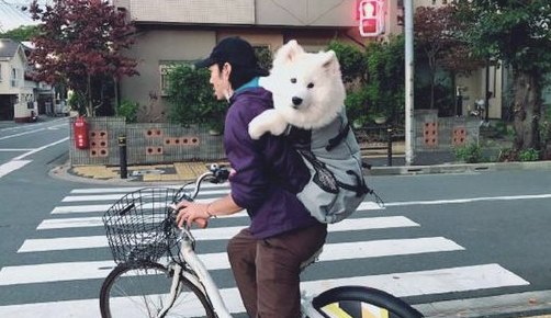 小伙骑自行车还身背萨摩耶，狗狗：是个大头娃娃