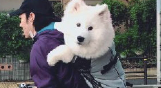 小伙骑自行车还身背萨摩耶，狗狗：是个大头娃娃