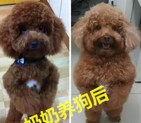 因参加高考，老妈把金毛给乡下奶奶带，再见狗时哭出声