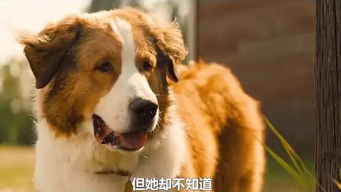 养狗狗的真实命运 | 一只狗轮回了五生五世，只为告诉你养狗请慎重