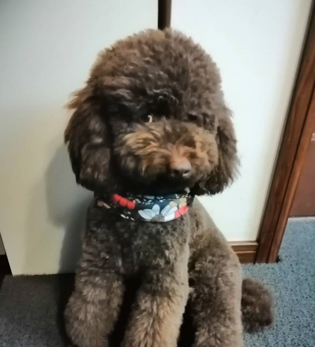 为可爱的泰迪犬拍个照片,没有一张是好好看镜头的,一点也不配合