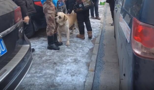 繁殖犬肚子里没小狗，主人就要一棒子打死它，狗主：这窝没下崽，我伺候它干啥
