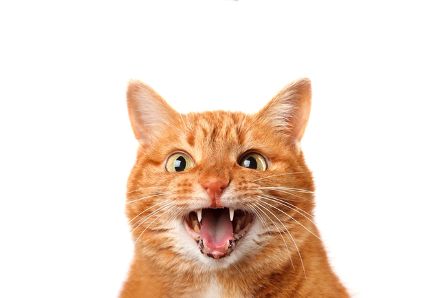 张牙舞爪可爱小花猫摄影图片