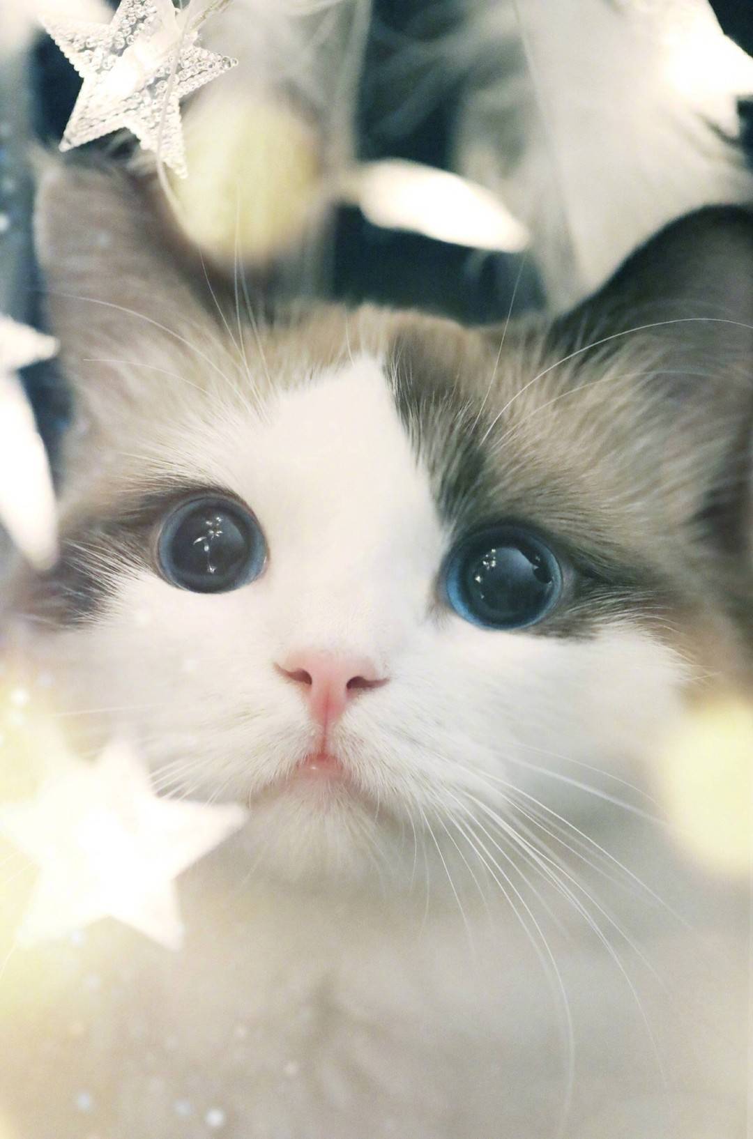 狐狸 萌宠