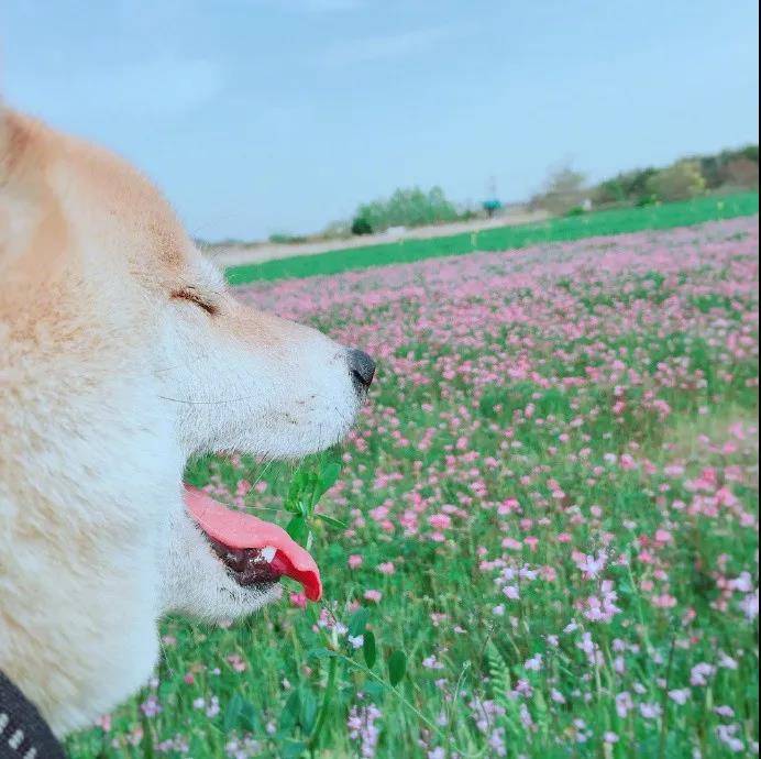 十一区的胖柴Chubby，圆滚滚的后脑勺太可爱啦！
