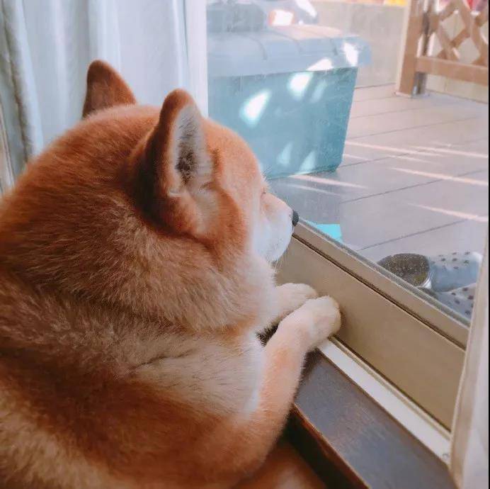 十一区的胖柴Chubby，圆滚滚的后脑勺太可爱啦！
