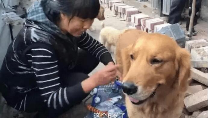 流浪狗狗被女人收留后,掌门人搜集废瓶维持生计