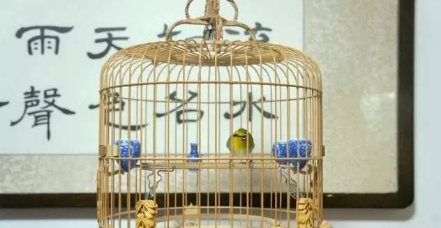 上班族养的绣眼鸟