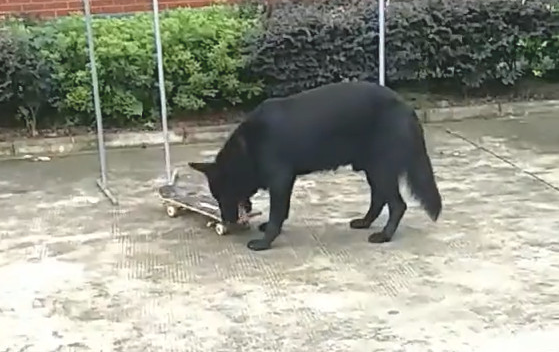狗狗模仿小主人滑滑板,刚进脚就滑得像模像样,主人要看懵圈了