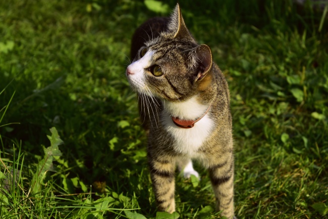 国内虎斑猫图片