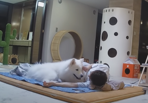 主人陪猫咪狗狗睡一晚,猫狗黏人差异立现:狗狗半夜还讨摸摸!
