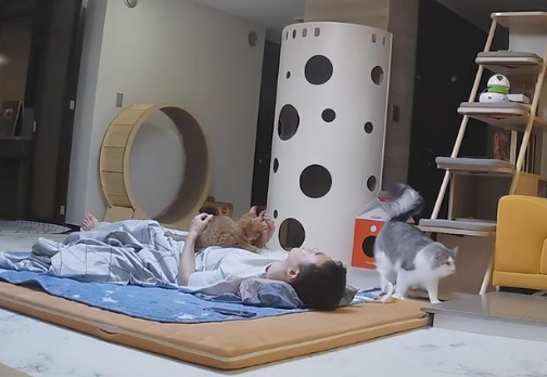 主人陪猫咪狗狗睡一晚,猫狗黏人差异立现:狗狗半夜还讨摸摸!